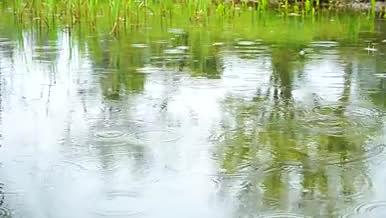 春天雨水季节下雨视频的预览图